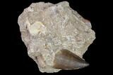 Mosasaur (Prognathodon) Tooth In Rock #85637-1